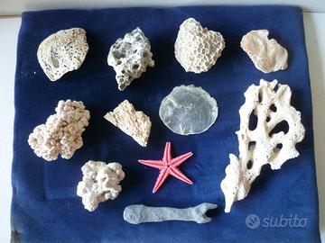 Oggetti di mare coralli, stella marina e altro