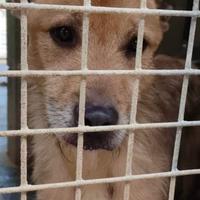 Baffo si è rassegnato