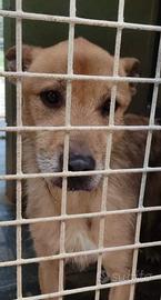 Baffo si è rassegnato