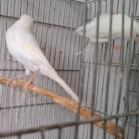 Canari a migliorata bianca