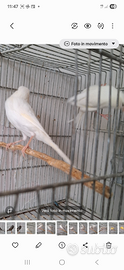 Canari a migliorata bianca