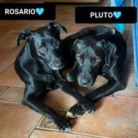 Rosario e pluto