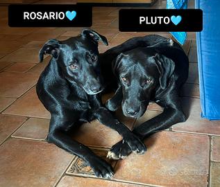 Rosario e pluto