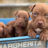 Cuccioli di Pitbull rednose puri