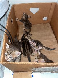 5 Gattini nati 1 mese fa