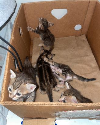 5 Gattini nati 1 mese fa
