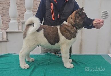 Akita americano cucciolo