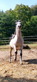 Cavallo Stalloncino del 2023 puro sangue arabo