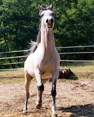 Cavallo Stalloncino del 2023 puro sangue arabo