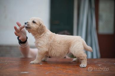 Cuccioli Golden Retriever linea inglese