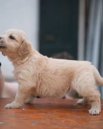 Cuccioli Golden Retriever linea inglese