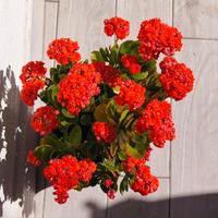 Kalanchoe Blossfeldiana (arancione)