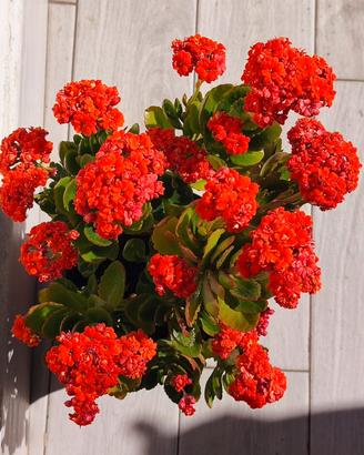Kalanchoe Blossfeldiana (arancione)