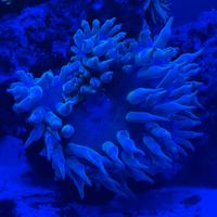 Anemone Quadricolor Verde Acquario Marino