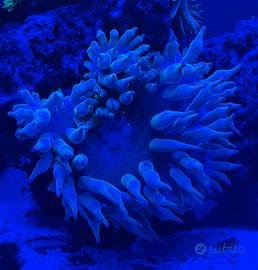 Anemone Quadricolor Verde Acquario Marino