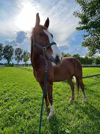 Cavallo monta americana + sella e finimenti