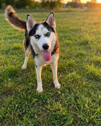 Husky
