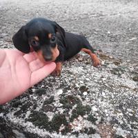 Bassotto Tedesco Cucciolo Nero Focato