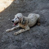 Cuccioli setter inglese