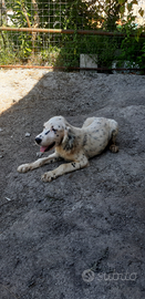 Cuccioli setter inglese