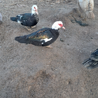 Mute da riproduzione 2025