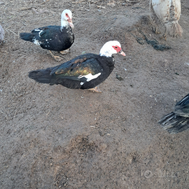 Mute da riproduzione 2025