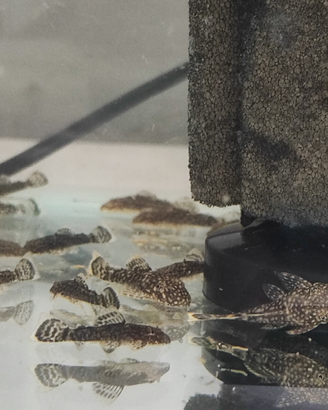 Ancistrus sp