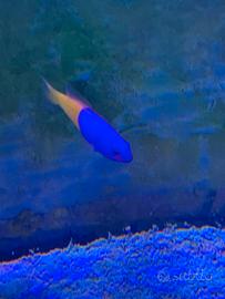 Pesce marino