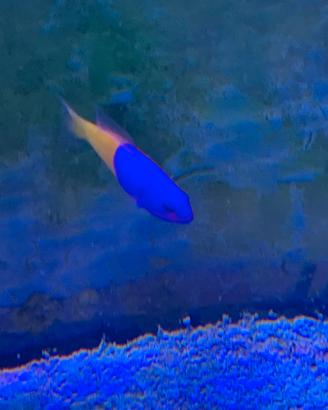 Pesce marino