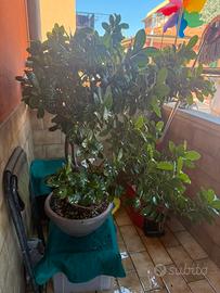 Bonsai ( ficus ginseng)
