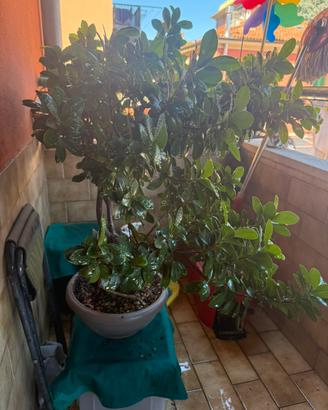 Bonsai ( ficus ginseng)