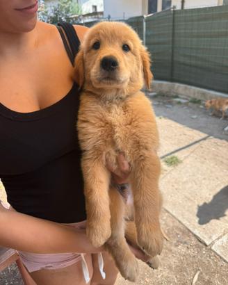 Cucciolo di Golden Retriever linea Americana