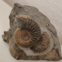 Fossile Ammonite Graphoceras