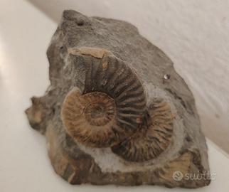 Fossile Ammonite Graphoceras