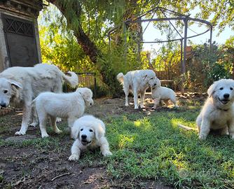 Cucciole Pastore Maremmano Abruzzese
