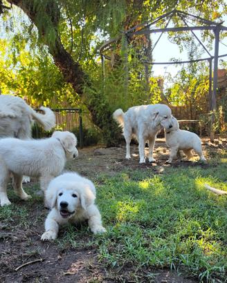 Cucciole Pastore Maremmano Abruzzese