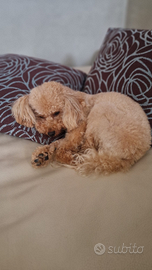 Barboncino toy albicocca. disp. per accoppiamento