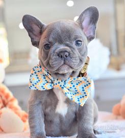 BULLDOG - BOULEDOGUE FRANCESE CUCCIOLI blu