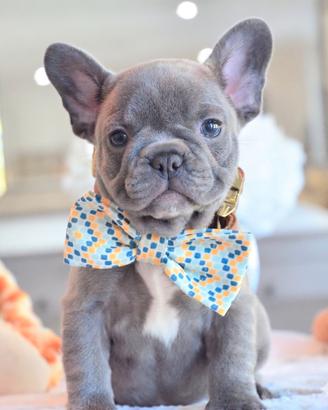 BULLDOG - BOULEDOGUE FRANCESE CUCCIOLI blu