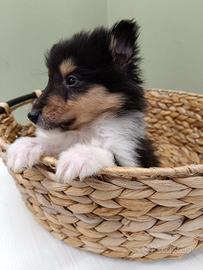 Pastore Scozzese Collie Cuccioli