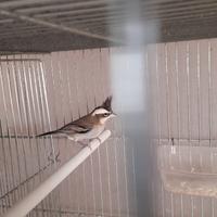 Cardinalini boliviani