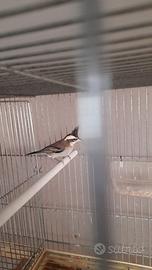 Cardinalini boliviani