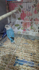 Inseparabile azzurro