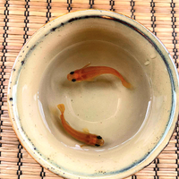 Coppia Medaka - Panda Orange