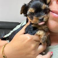 Cuccioli yorkshire toy - disponibili a breve