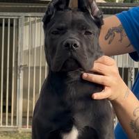 Cuccioli di cane corso