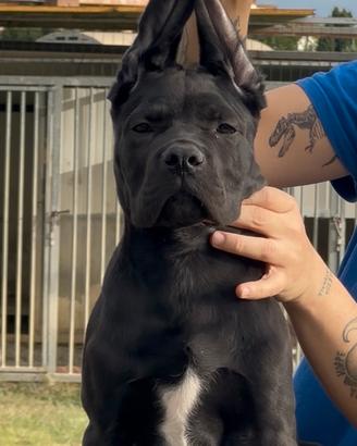 Cuccioli di cane corso