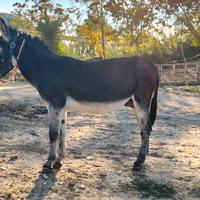 Asino intero di 5 anni