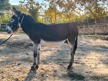 Asino intero di 5 anni