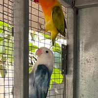 Inseparabili fischer